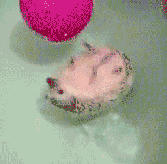 tumblr_lq74sc3D0i1qzrlhgo6_250.gif