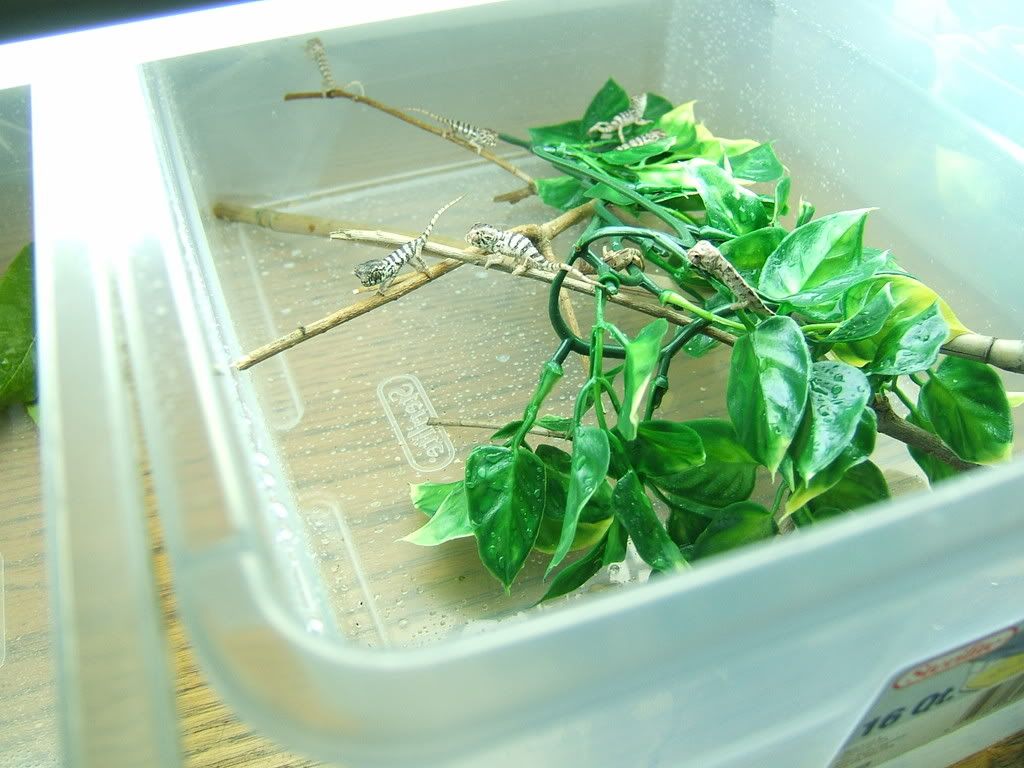 DSCF7746.jpg