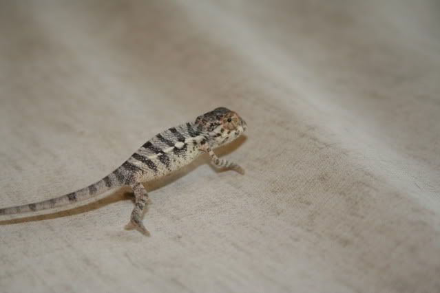 Pantherchameleons005.jpg
