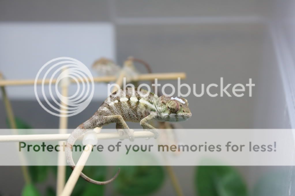 Chamandbugpics117.jpg