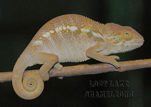 femaleambanjaks.jpg