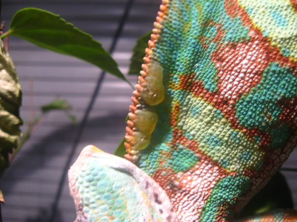 animals572.jpg