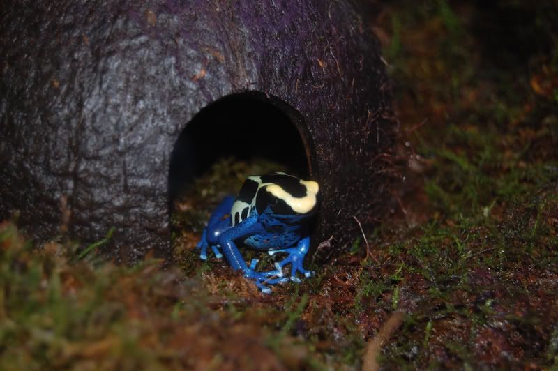 ArrowFrogs.jpg