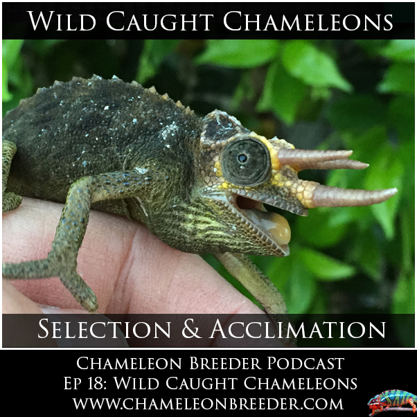 Ep-18-Wild-Caught-Facebook-post.jpg