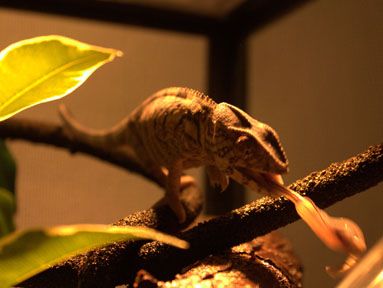 venus-eating1.jpg