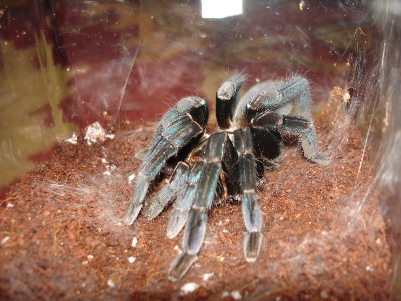 Tarantulas003.jpg