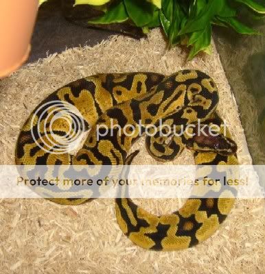 Snake-SunSpot9-14-081yrold.jpg