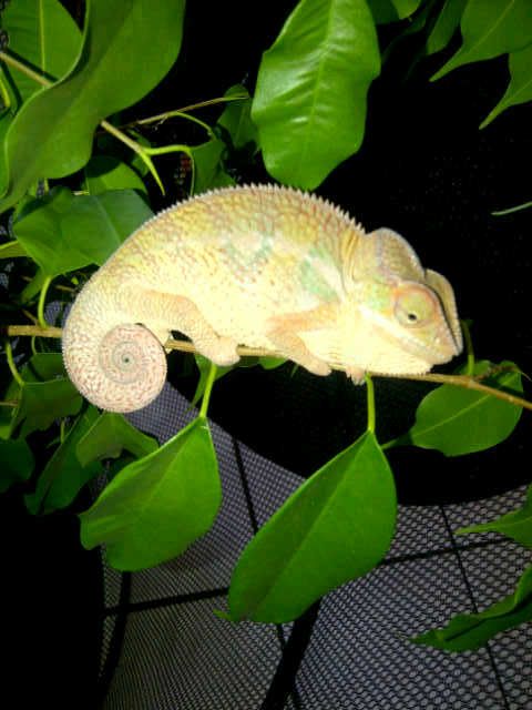 Vanderbijlpark-20120308-00452.jpg