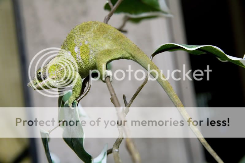 01292012_Mouse.jpg