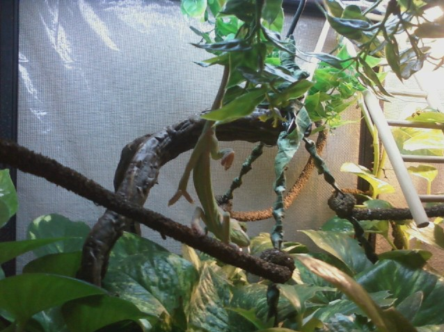hangin.png