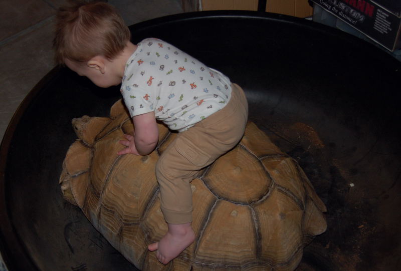 Sulcata1.JPG