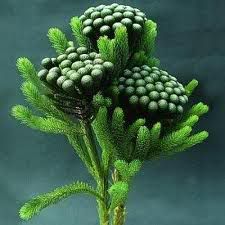 CopyofAlbiflora.jpg