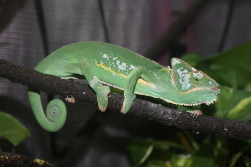 pascal2-1.jpg
