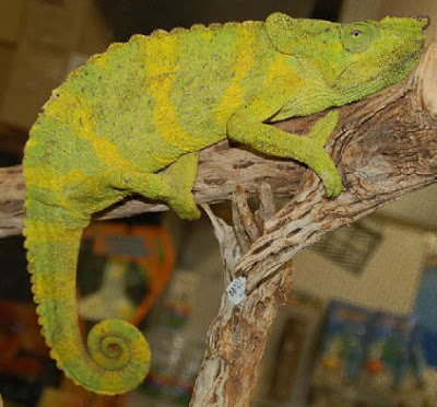 Lizard+Meller's+Chameleon.jpg