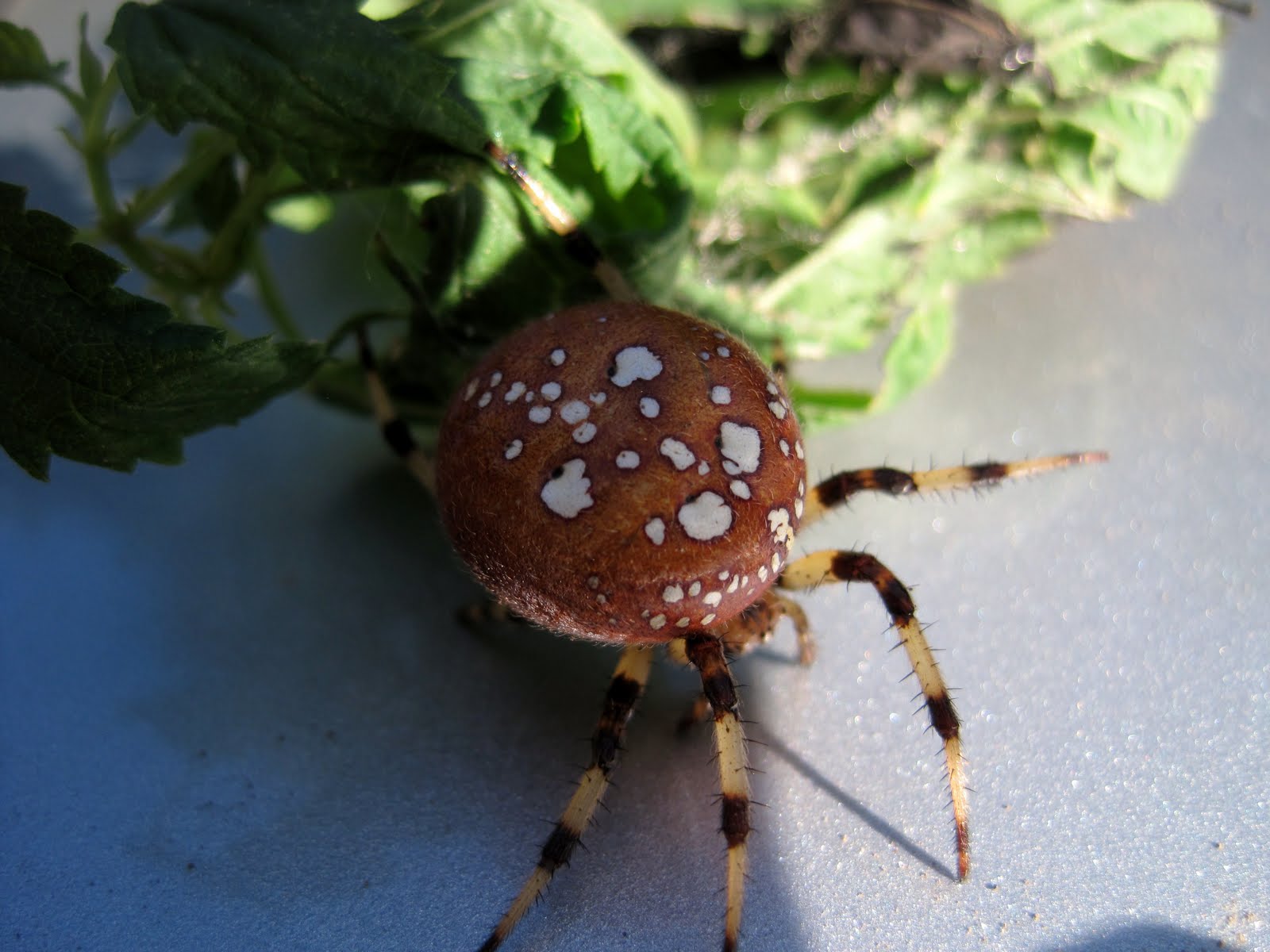Shamrock+spider+Araneus+trifolium.JPG