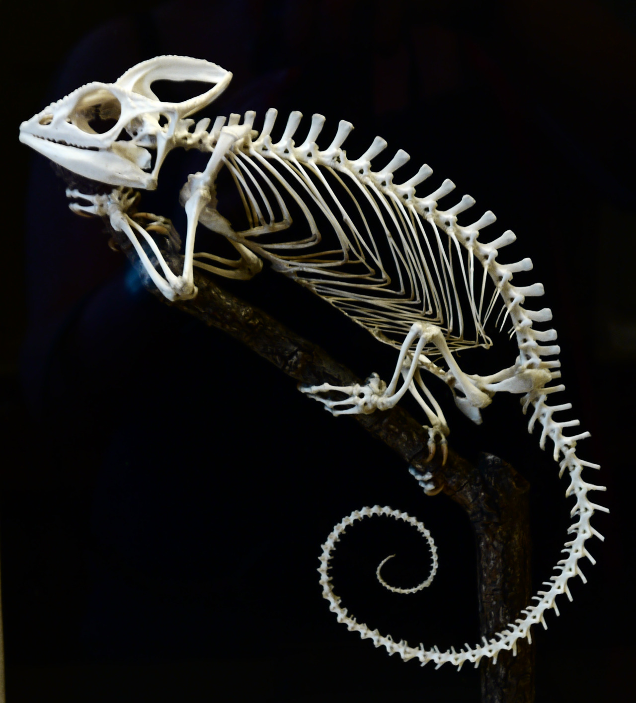 Отличия черепа ящерицы и собаки. Хамелеон Меллера скелет. Скелеты животных. Скелет ящерицы. Необычные скелеты животных.