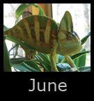 june.jpg