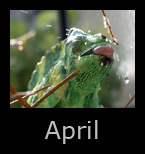 april.jpg