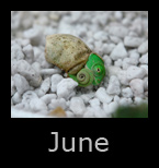 june.jpg