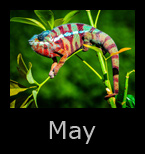 may.jpg