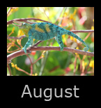 august.jpg