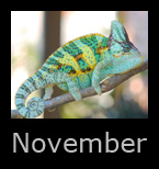 november.jpg