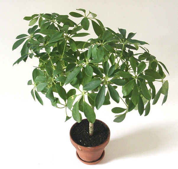 Schefflera_arboricola.jpg