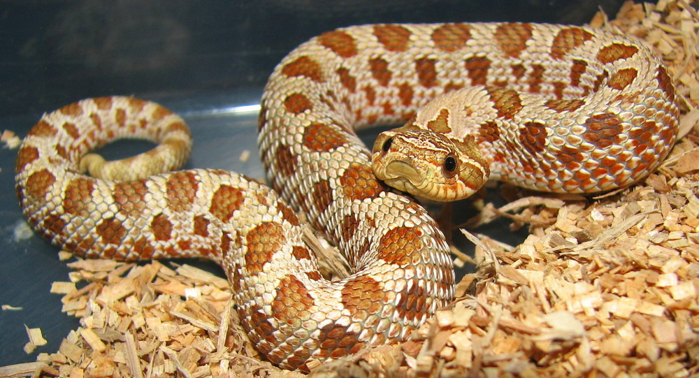 Some Really Cool Hognose Snakes Chameleon Forums