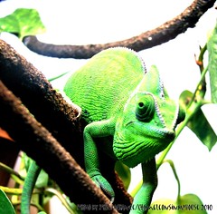 Veiled Chameleon Care Sheet Chameleon Forums,How To Make A Latte Coffee