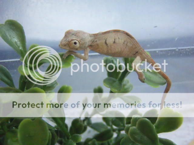 MyChameleons021.jpg