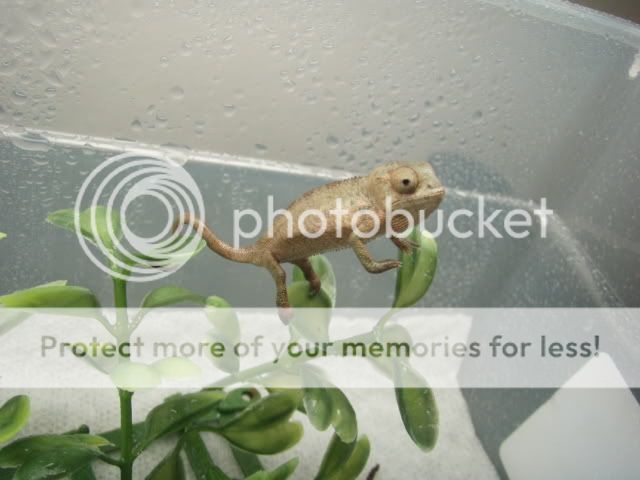 MyChameleons055.jpg