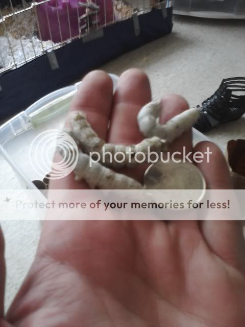 silkworms2.jpg
