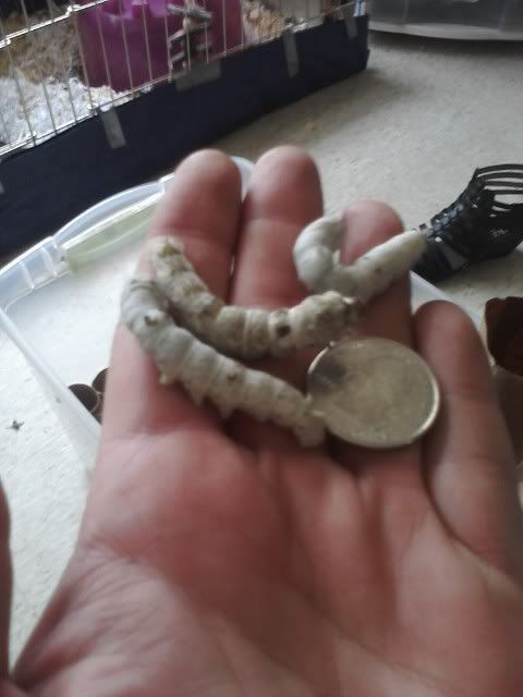 silkworms2.jpg