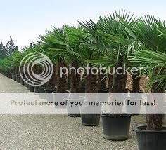Trachycarpusfortunei.jpg