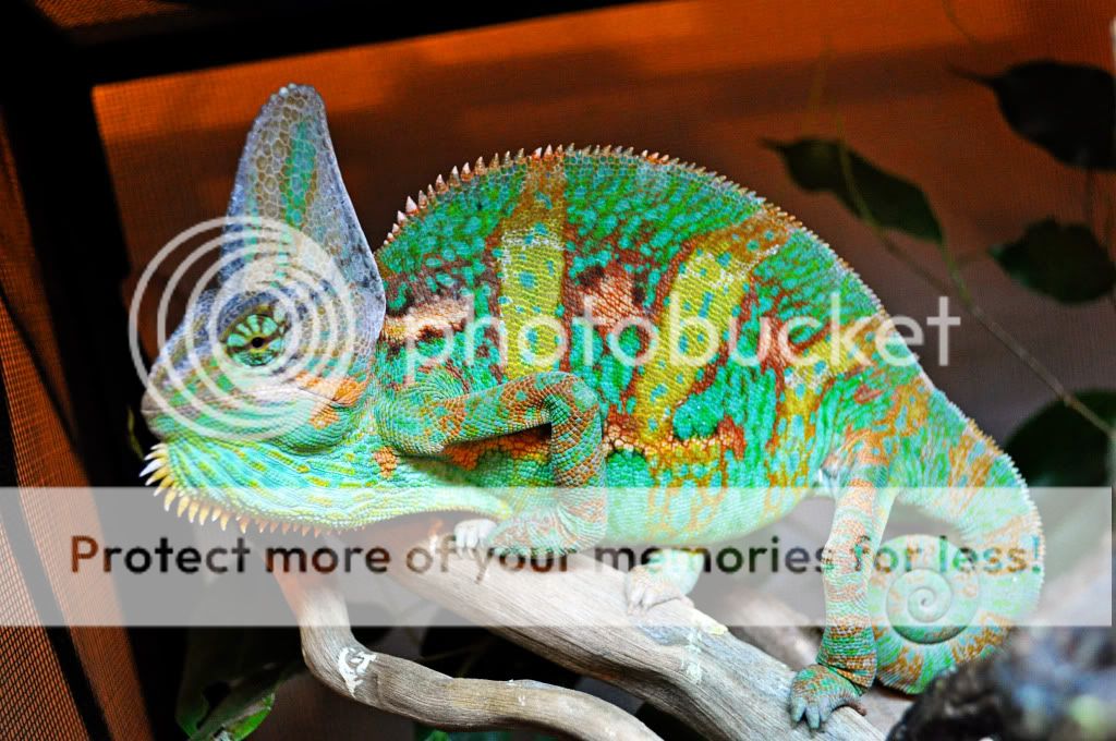 ChameleonsJune2011013copy.jpg