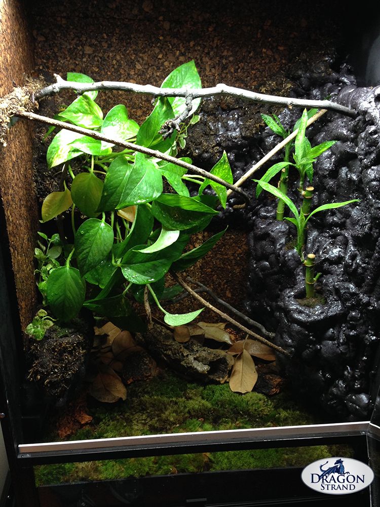 MedWideVivarium_zpse5361326.jpg