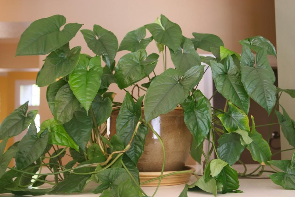 Pothos_zpsfa44361a.jpg