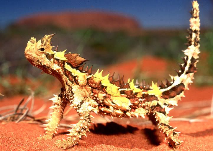 Thornydevil.jpg