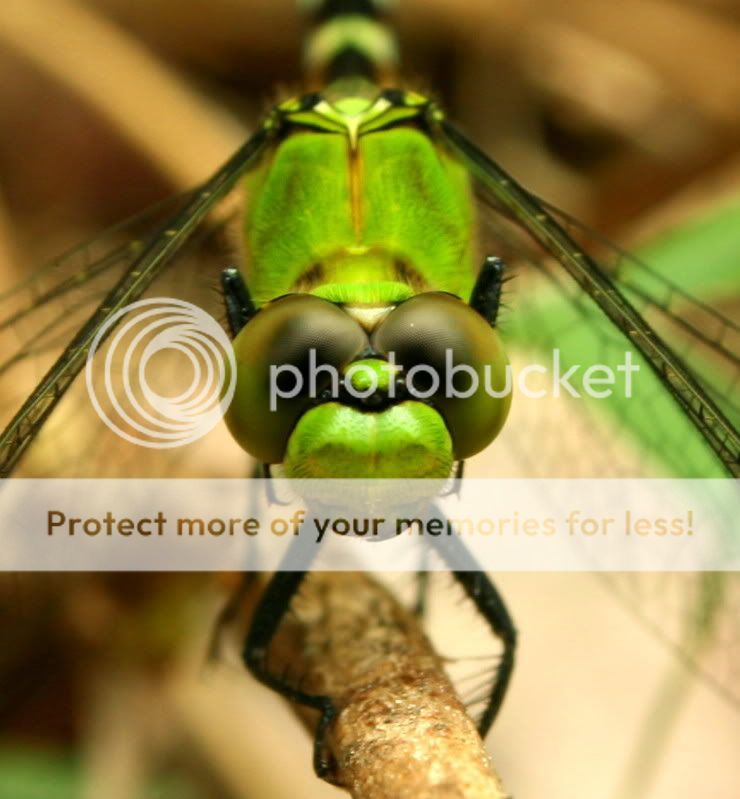 dragonflypic4.jpg