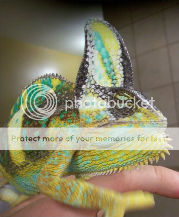 Gecko011-1.jpg