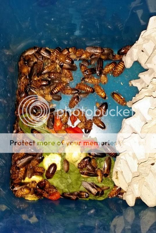 Roaches.jpg