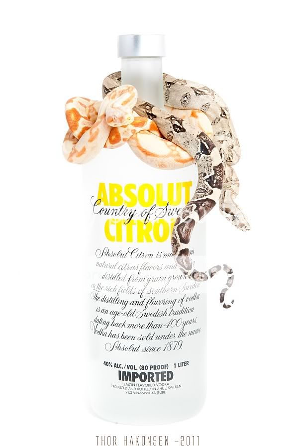 Boaconstrictor_anery_sunglow_Absolut_web.jpg