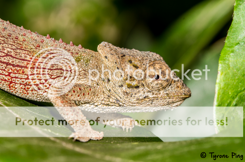 Bradypodion-caeruleogula---UMlalazi-dwarf-chameleon-By-Tyrone-Ping-wm1_zpsc26b7297.png