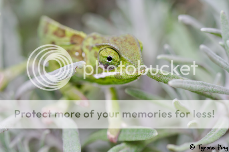 Chamaeleo-dilepis---Flap-Neck-Chameleon-by-Tyrone-Ping---WM1--2014_zpsd09dac7c.png