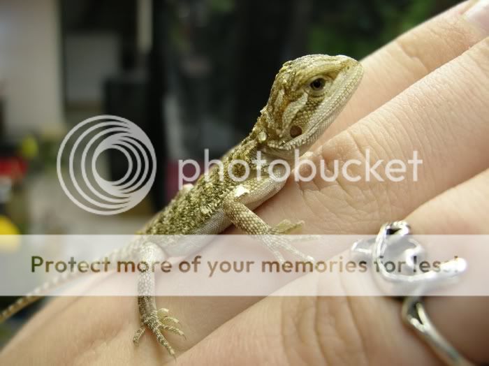 pogona1dayold.jpg