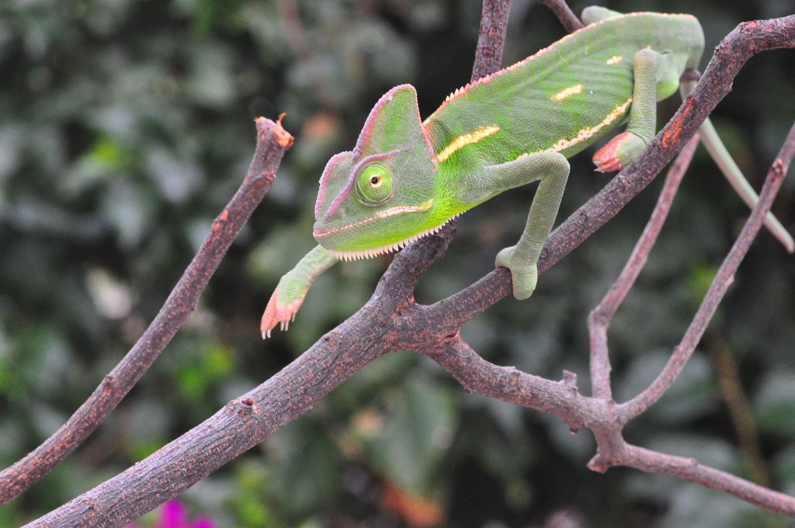 chameleons05112018%20708_zpsdq27ysev.jpg