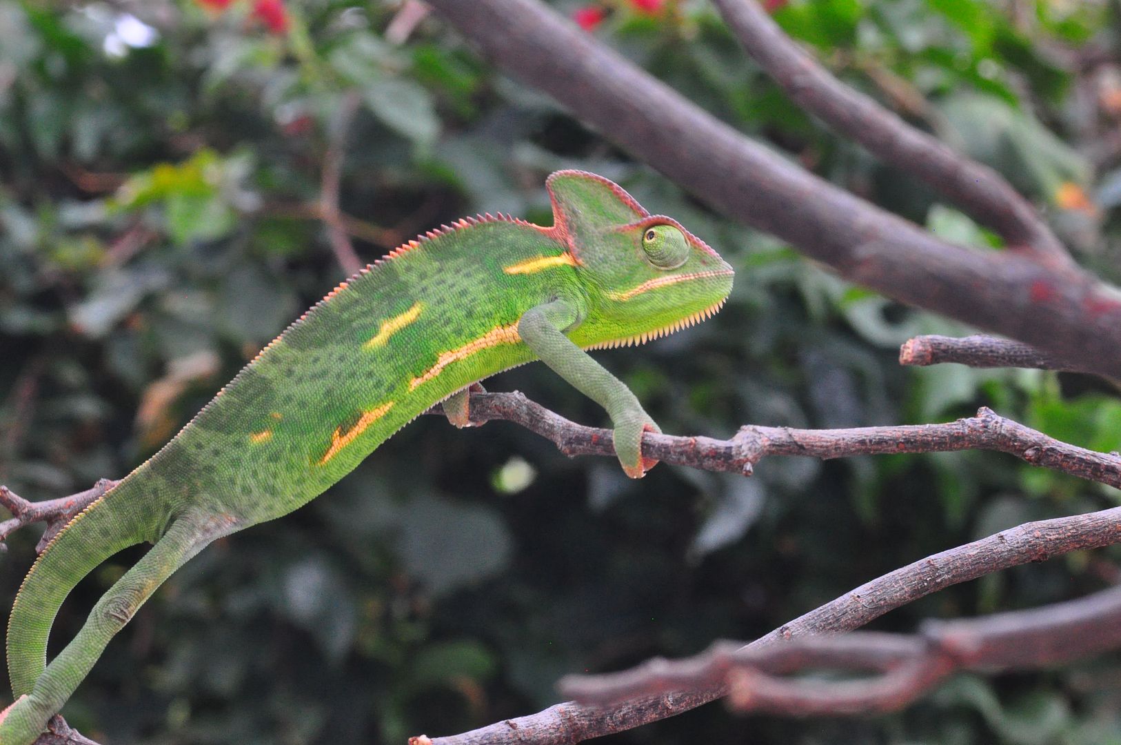 chameleons05112018%20641_zpsxpklou5x.jpg