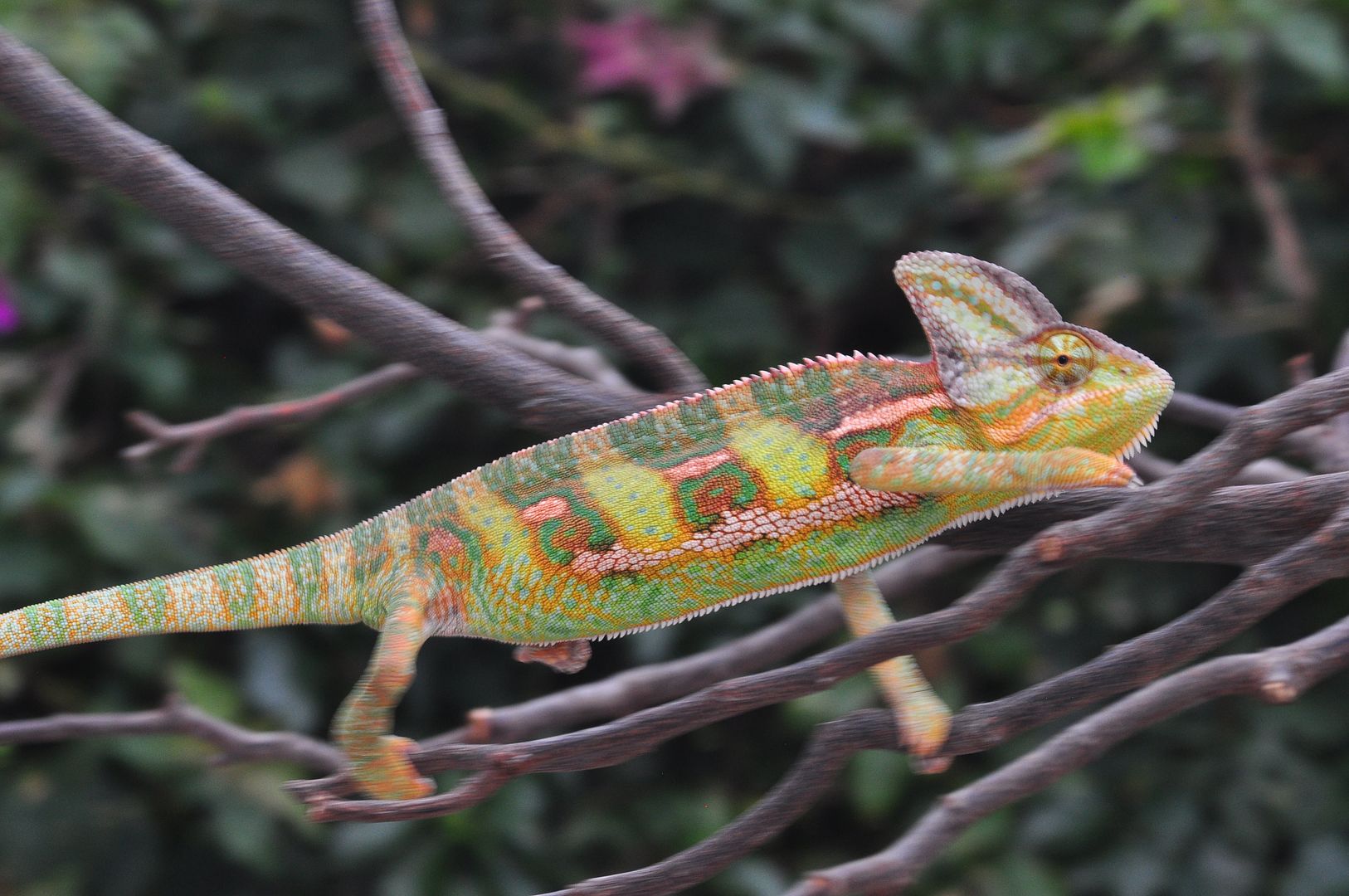 chameleons05112018%20248_zpsws3ozuoy.jpg