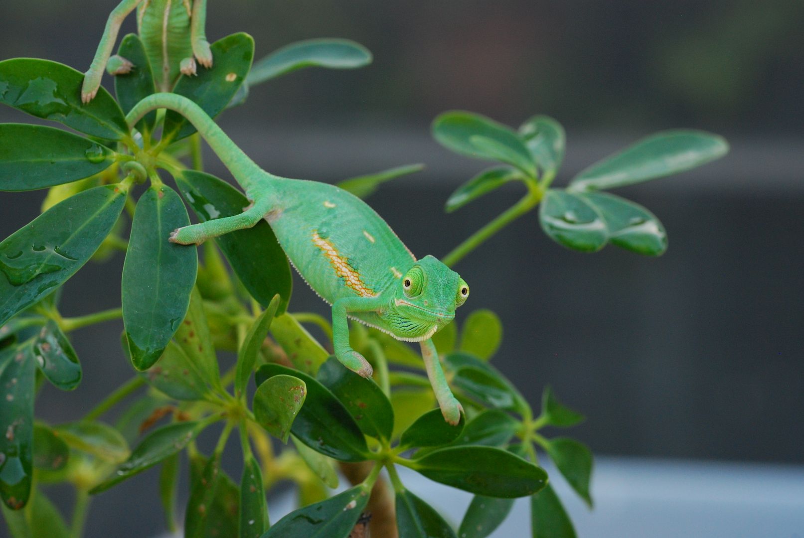 babbies05092014231_zpscbaae590.jpg
