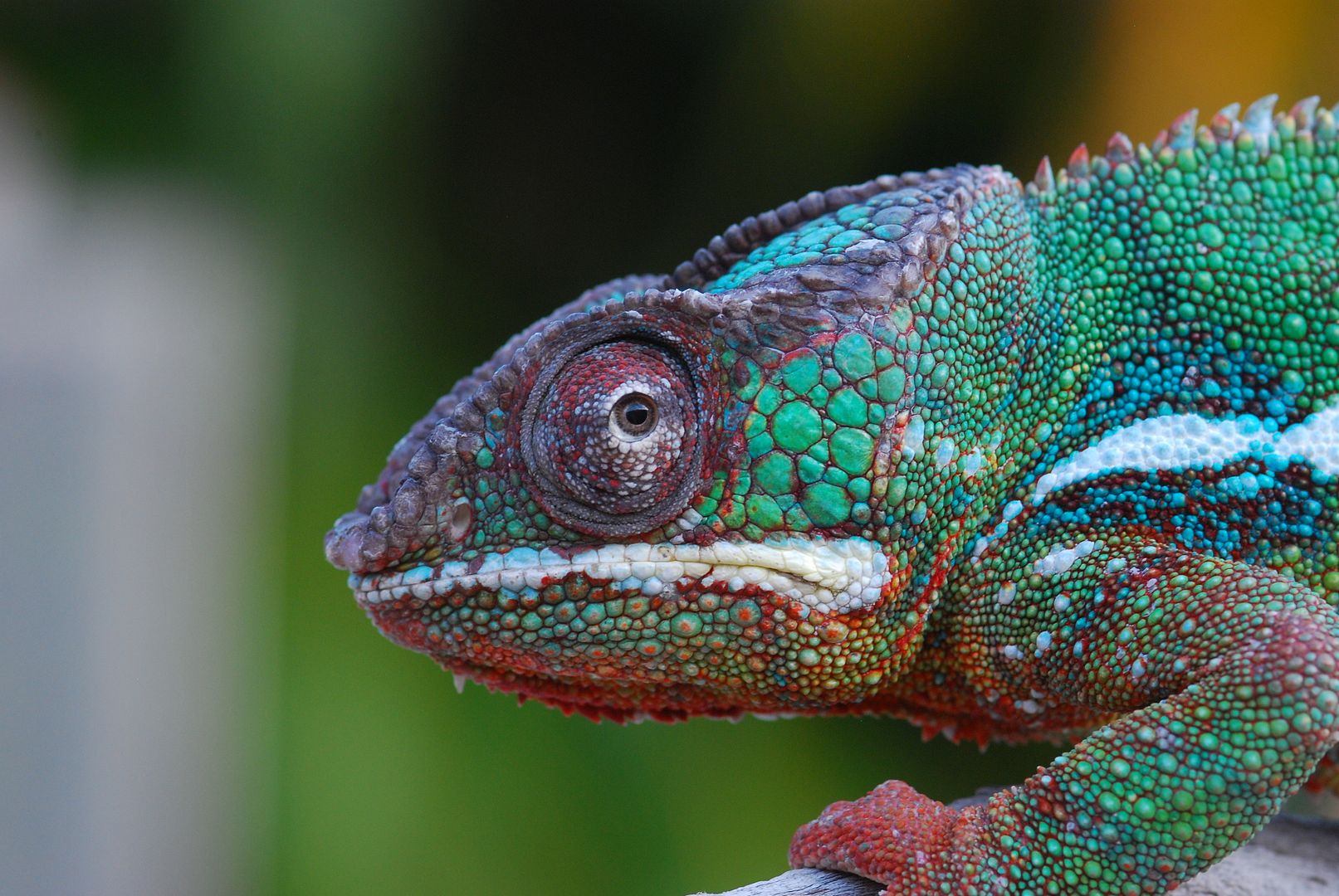 Update On My Guys With Pictures Chameleon Forums Update On My Guys With Pictures Chameleon Forums